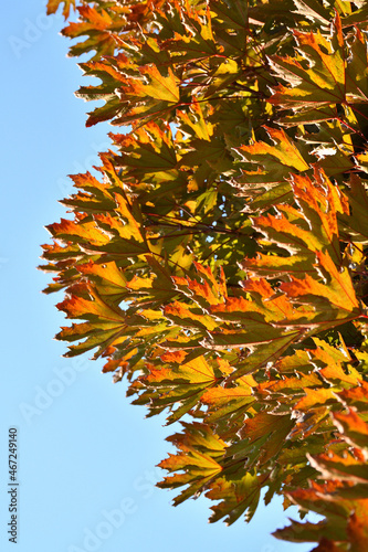 Autumn leaves on a tree, turning golden colors