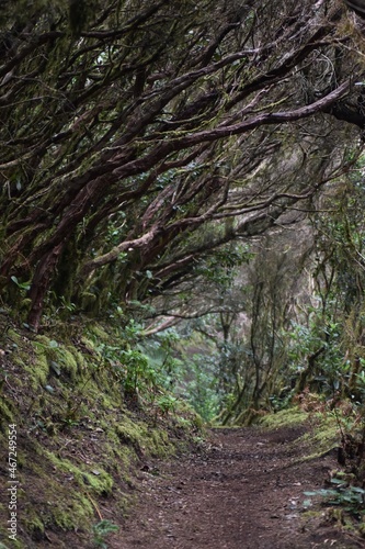 Heather fayal forest, laurisilva forest area, Anaga, Tenerife, Canary Islands