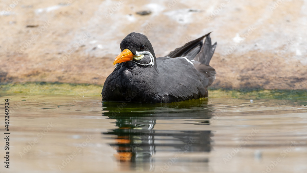 Fototapeta premium Inca Tern Swimming near Waters Edge