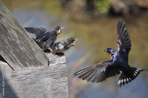 feeding baby swallow during breeding season in nature