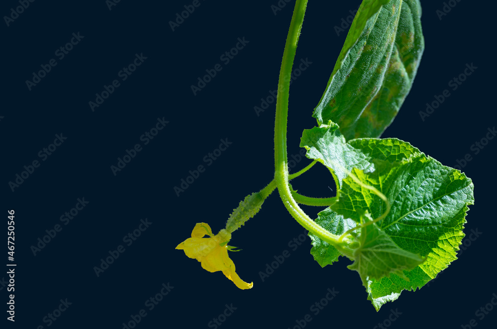 Obraz premium Isolated fresh young cucumber on a branch with a yellow flower
