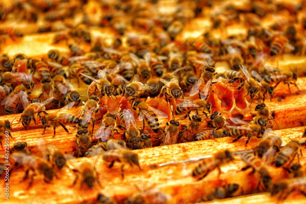 Bees and honey
