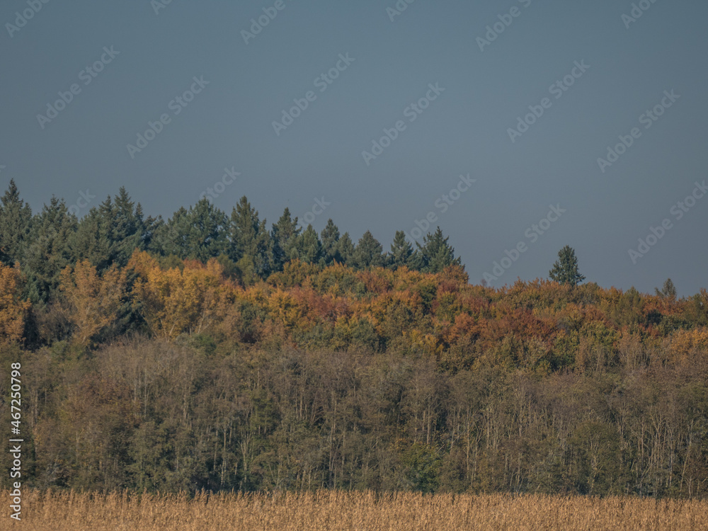 Herbstlich gefärbtes Laub im Mischwald Herbstlich gefärbtes Laub im Mischwald