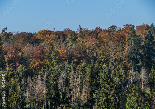 Herbstlich gef  rbtes Laub im Mischwald