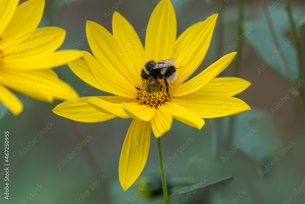 Little Honey Bee Pollinating a Yellow Flower Little Honey Bee Pollinating a Yellow Flower