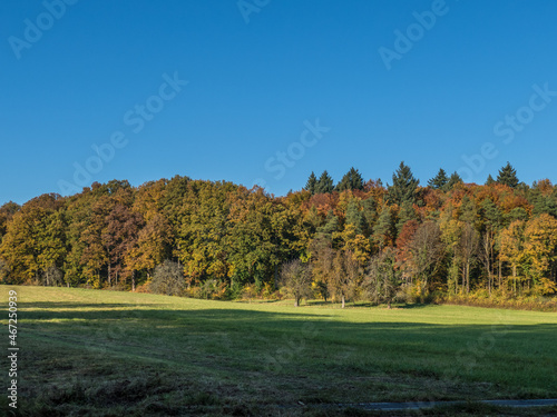 Herbstlich gefärbtes Laub im Mischwald