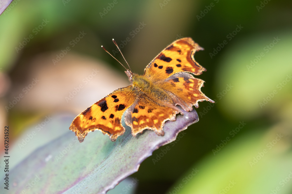 Obraz premium Comma Butterfly Resting on a Leaf
