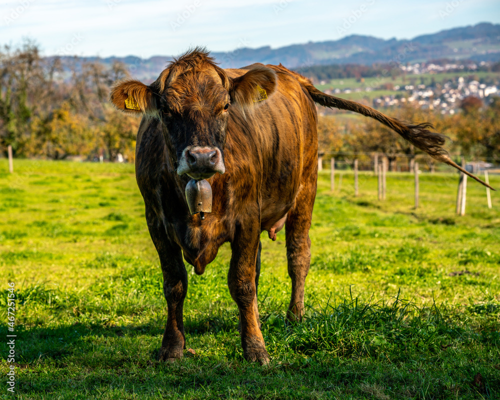 Fototapeta premium cow on a field