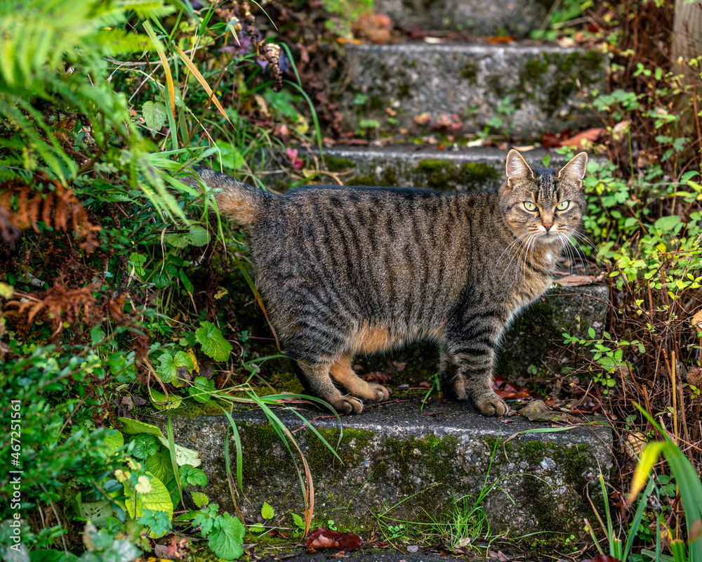 Obraz premium cat in the garden