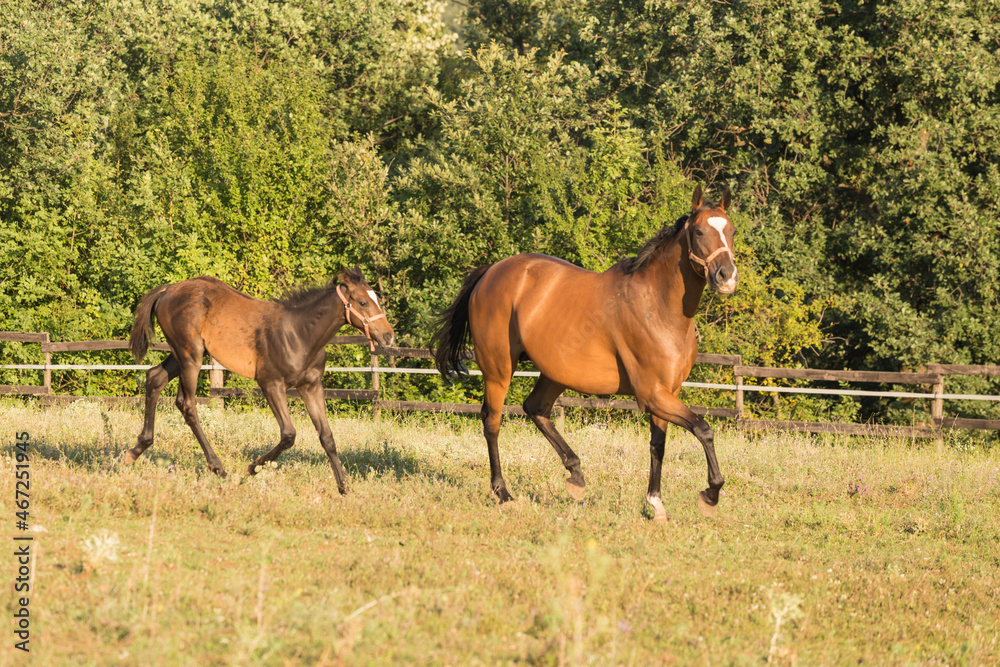 Wild horse and foal free in the nature Wild horse and foal free in the nature
