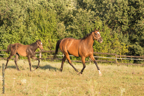 Wild horse and foal free in the wild nature © Milica