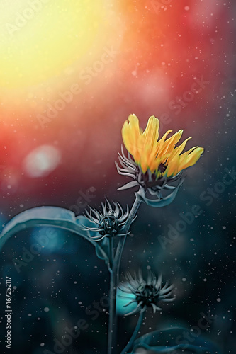 Yellow chrysanthemum against boken and light leaks © Galina