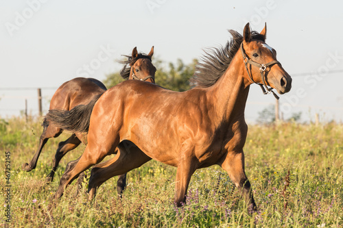 Horse run in meadow