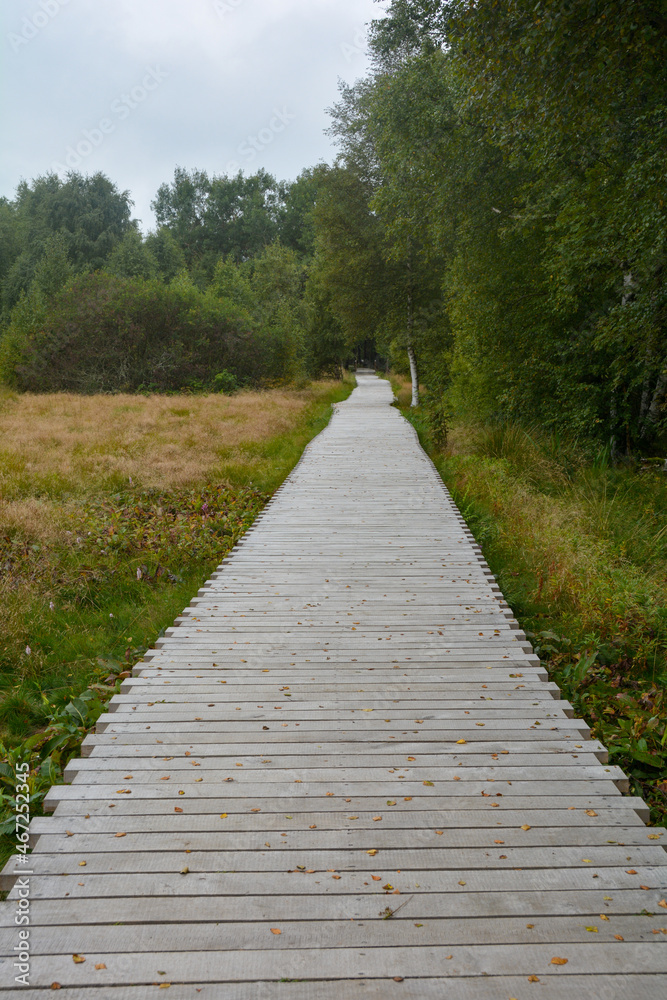A long  wooden path in the black Moor