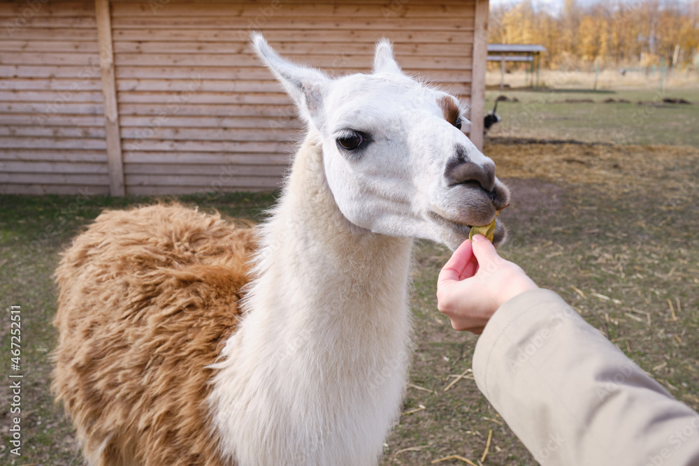 The girl strokes the alpaca on the farm. Hand feeding a llama. Animal care. In the natural world