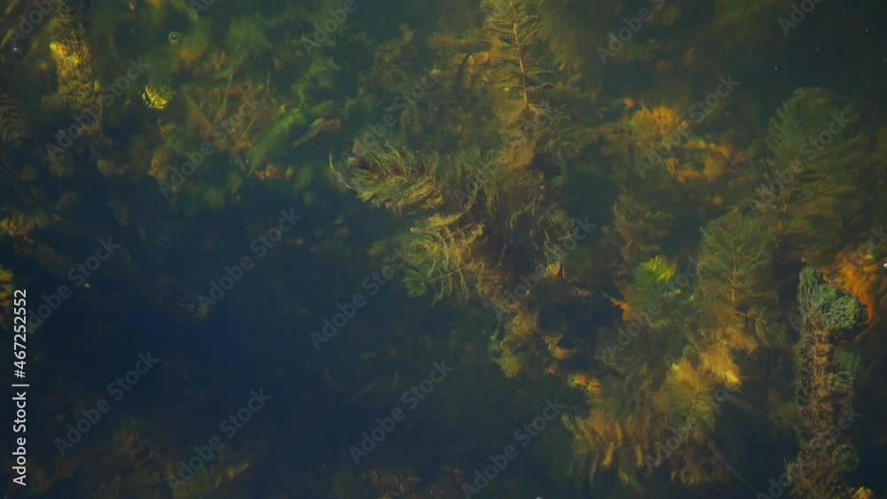 Clear water in the river, small fish slowly swim, glare from sunlight plays on the bottom, on algae and on the surface of the water, light waves. Top view of the water world, place for your text. Clear water in the river, small fish slowly swim, glare from sunlight plays on the bottom, on algae and on the surface of the water, light waves. Top view of the water world, place for your text.
