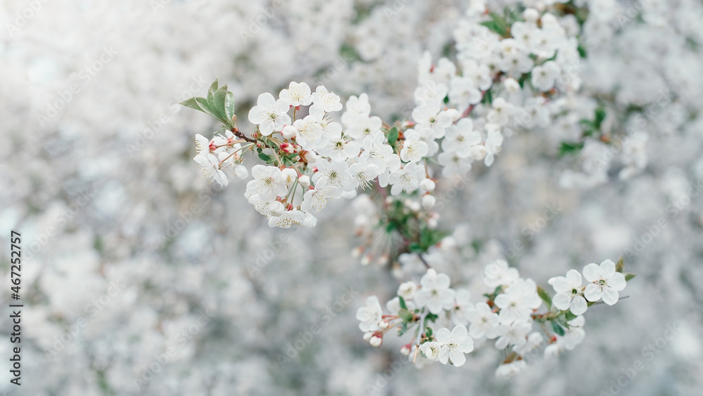 Branches of blossoming cherry and bee macro with soft focus on blue background. Easter and spring greeting cards. Springtime Branches of blossoming cherry and bee macro with soft focus on blue background. Easter and spring greeting cards. Springtime
