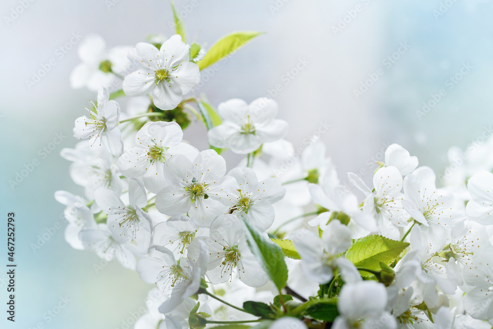 Branches of blossoming cherry and bee macro with soft focus on blue background. Easter and spring greeting cards. Springtime