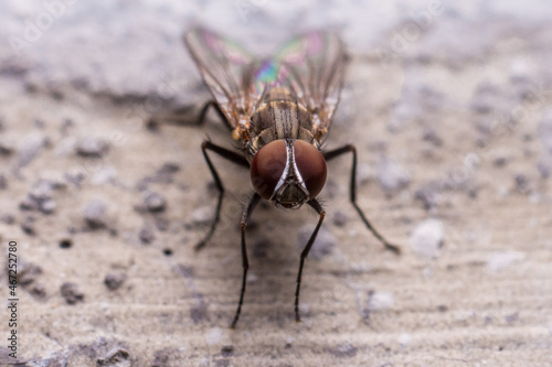 Mosca sobre superficie de hormigón