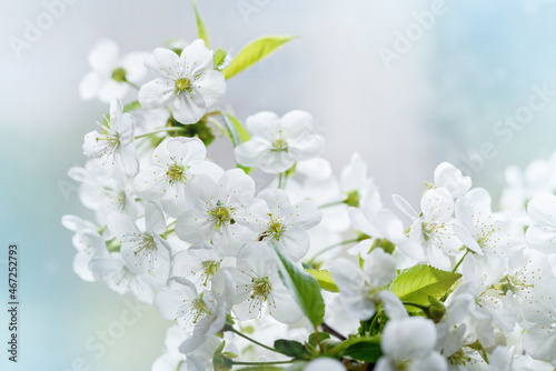 Branches of blossoming cherry and bee macro with soft focus on blue background. Easter and spring greeting cards. Springtime