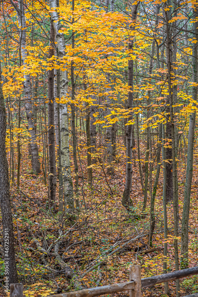 Fototapeta premium Forest in fall time