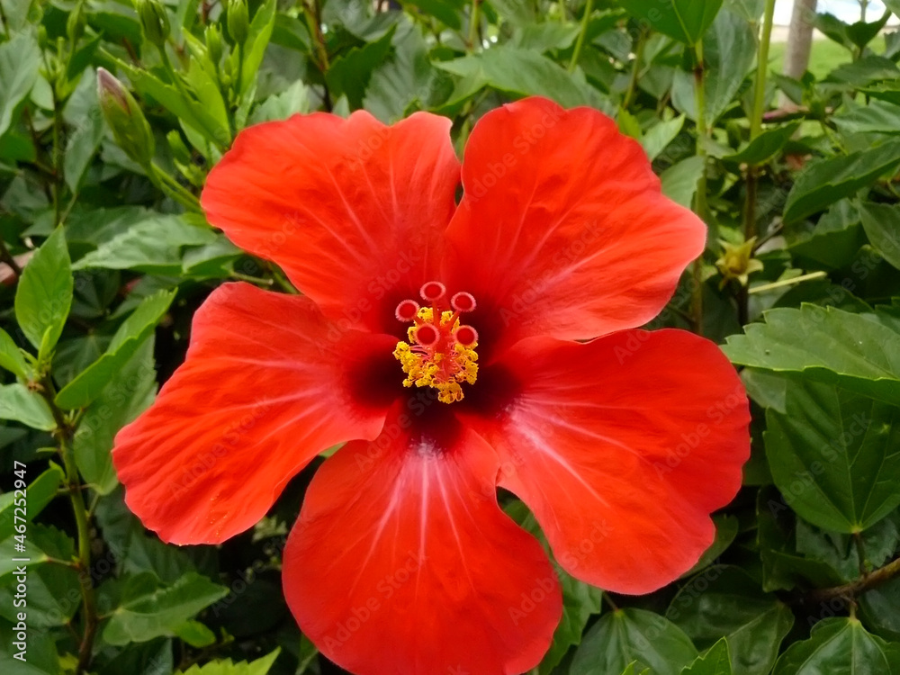 Hibiscus