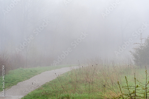 Forest path in fog.