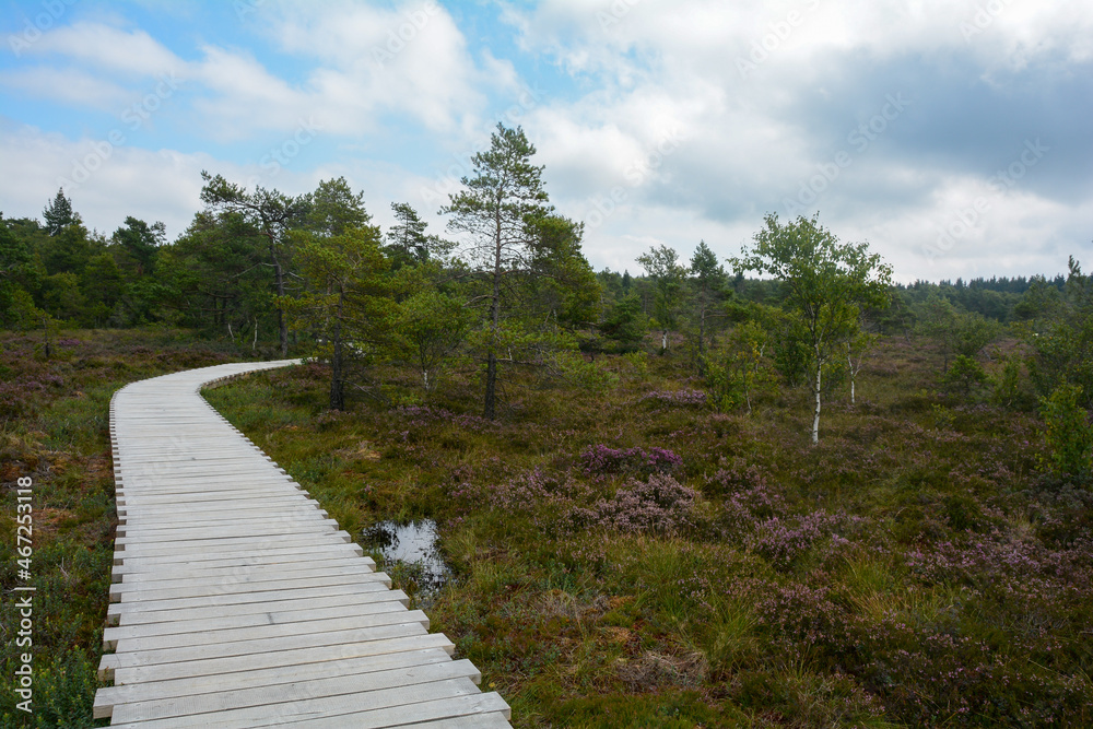 A wooden path in the black moor with Heather moor with Heather and moor eye