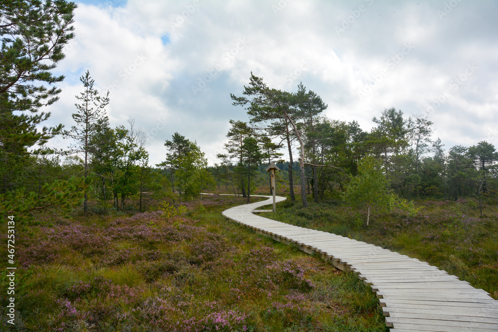 A new wooden path in the black moor with Heather