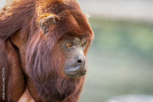 Red Howler Monkey Sitting Down