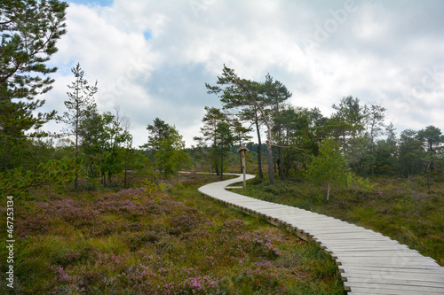 A new wooden path in the black moor with Heather