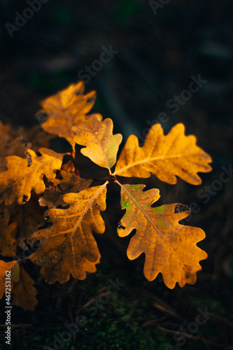 Oak orange and yellow leaves refusing to die.