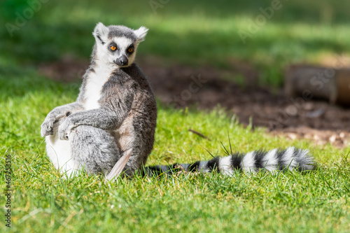 Ring Tailed Lemur Sitting on Grass