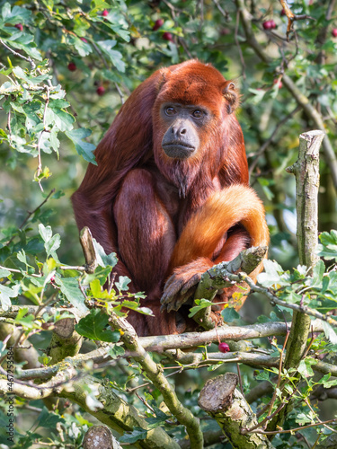 Red Howler Monkey Sitting Down photo