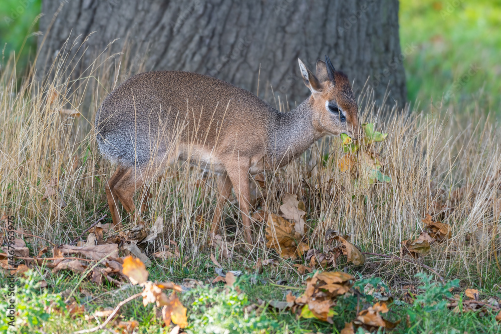 Small Kirk's Dik Dik Standing in a Field Small Kirk's Dik Dik Standing in a Field
