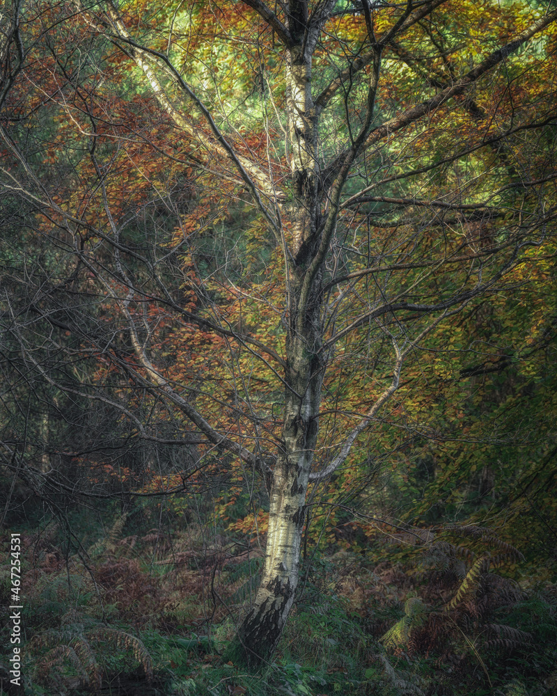 Naklejka premium Golden autumnal fall tree and leaf colours at Birches Valley, Cannock Chase in Staffordshire.