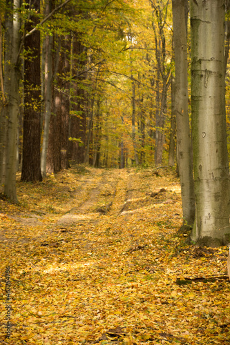 leśna droga, las liściasty w kolorach jesieni