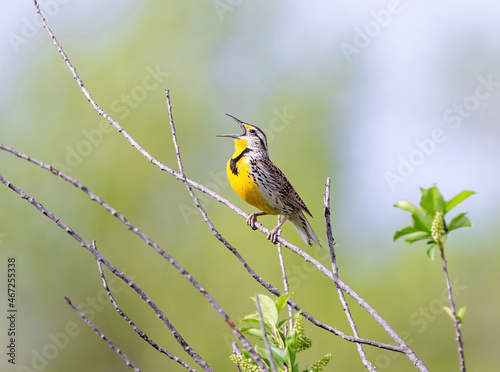 Close up of a Western Meadowlark on a branch enthusiastically singing its song, with a soft, green, forest background. photo
