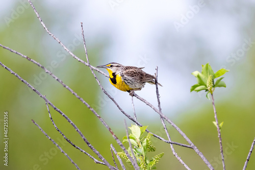 A Western Meadowlark viewed close up, contentedly perched and still, framed by a soft and distant green forest background. photo