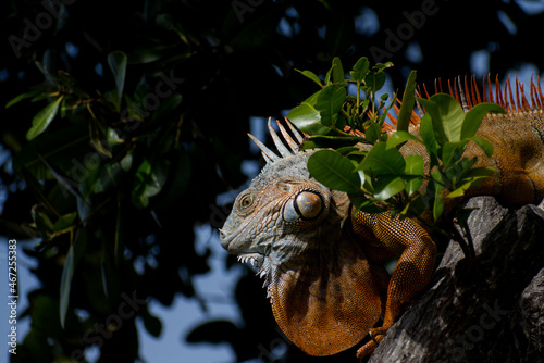 iguana in tree