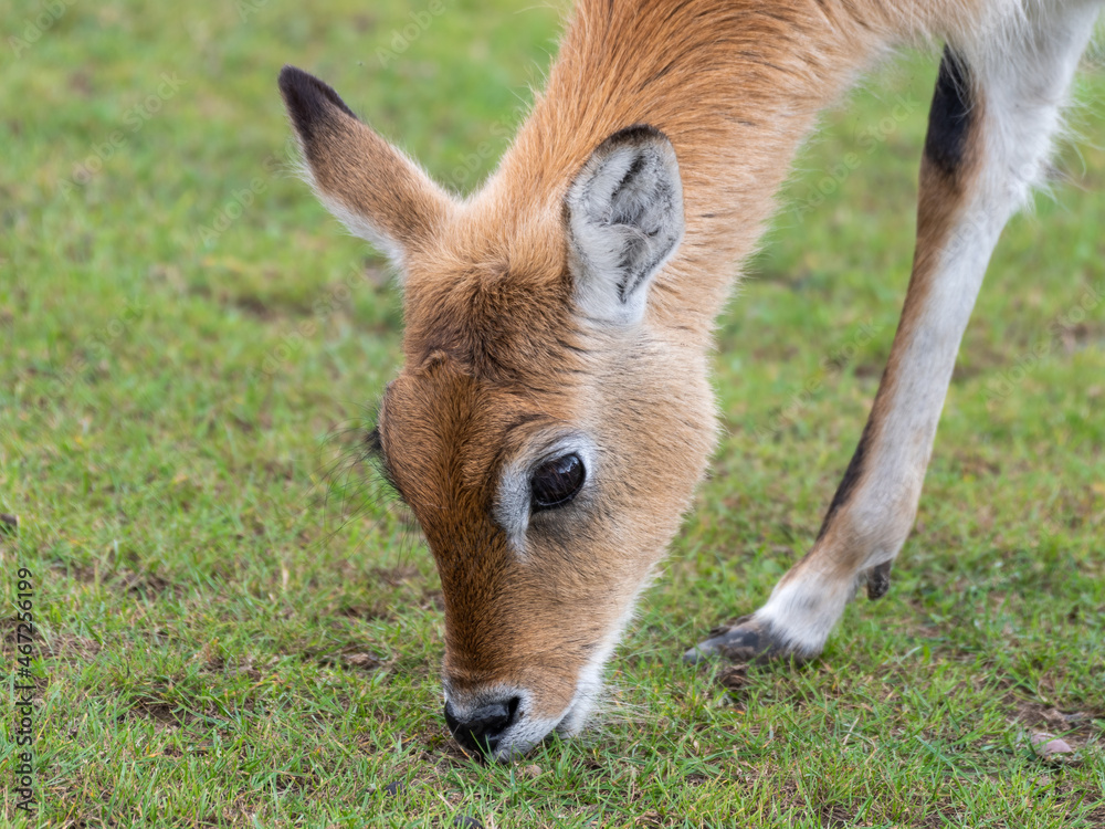 Female Kafue Flats Lechwe Female Kafue Flats Lechwe