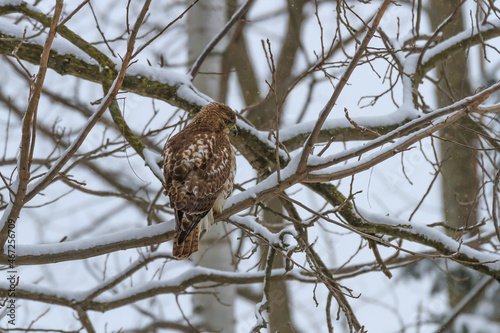 Red-tailed hawk perched in a snow-covered tree 