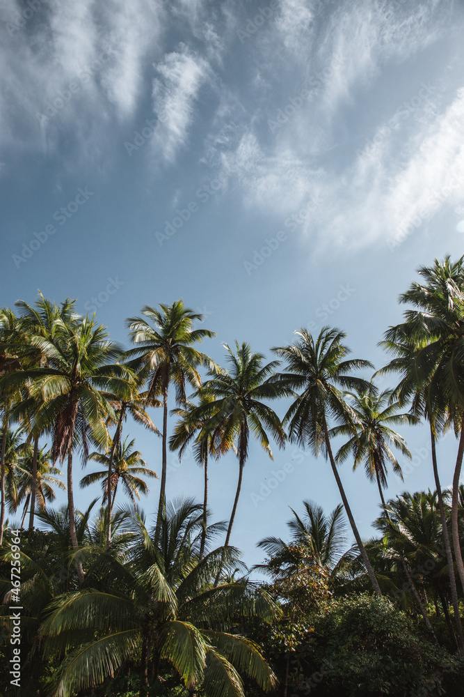 Palmeras en costa rica