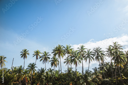 palmeras en costa rica