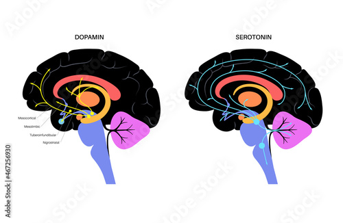 Serotonin and dopamine pathway photo