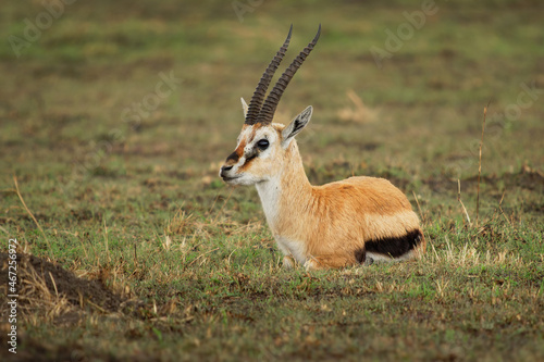 Thomson Gazelle - Eudorcas thomsonii called Tommie lying in grass facing, Masai Mara National Reserve Kenya, pretty gazelle face with big eyes, spiral horns and dark side stripe