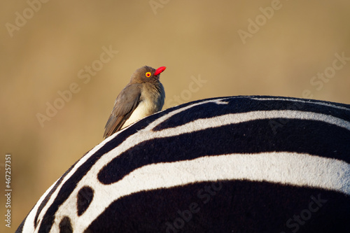 Foto Red-billed Oxpecker - Buphagus erythrorhynchus passerine bird in Buphagidae, nat