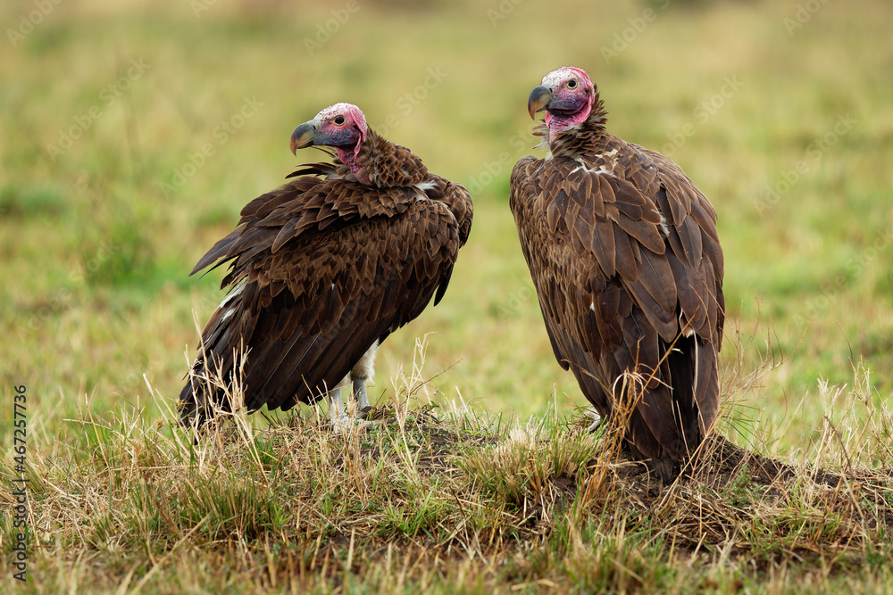Obraz premium Lappet-faced Vulture or Nubian vulture - Torgos tracheliotos, Old World vulture belonging to the bird order Accipitriformes, pair two scavengers feeding on the carcass in Masai Mara Kenya