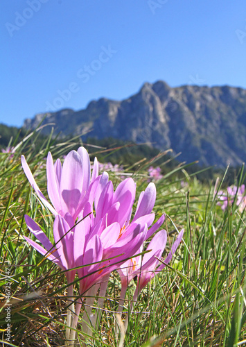 fiori rosati di colchico (Colchicum autumnale) photo