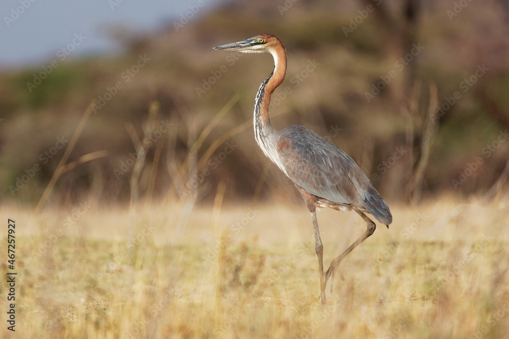 Goliath Heron - Ardea goliath also Giant heron, large wading bird of the heron family Ardeidae, found in sub-Saharan Africa, in Southwest and South Asia, standing and hunting in Kenya Goliath Heron - Ardea goliath also Giant heron, large wading bird of the heron family Ardeidae, found in sub-Saharan Africa, in Southwest and South Asia, standing and hunting in Kenya